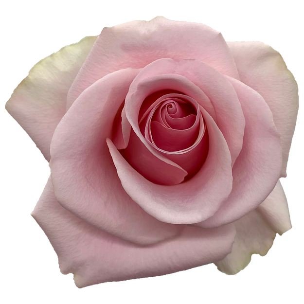 Roses Titanic