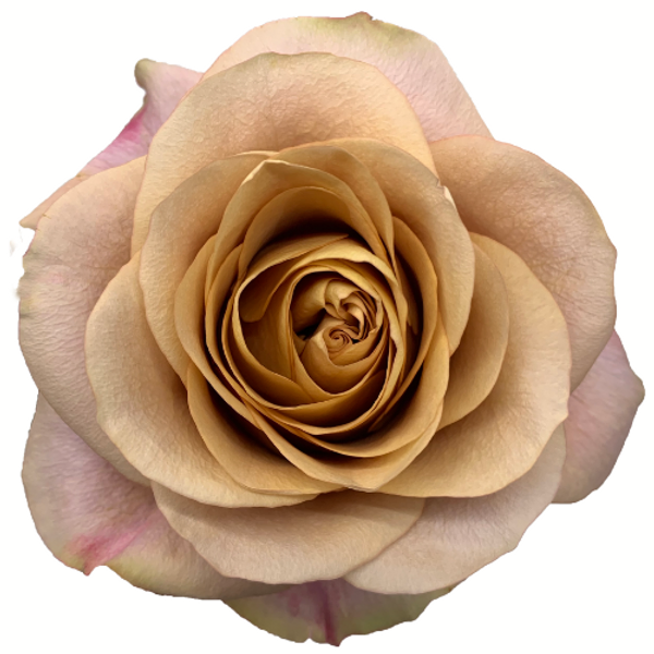 Roses Symbol