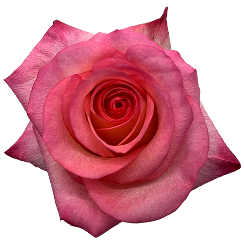 Roses Dante