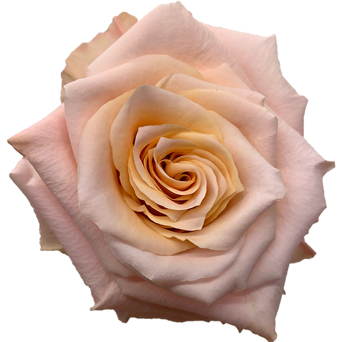 Roses Shimmer