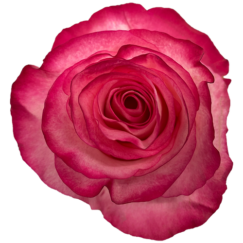 Roses High & Candy