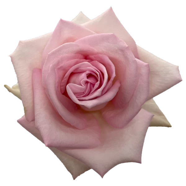 Roses Lady Katherine