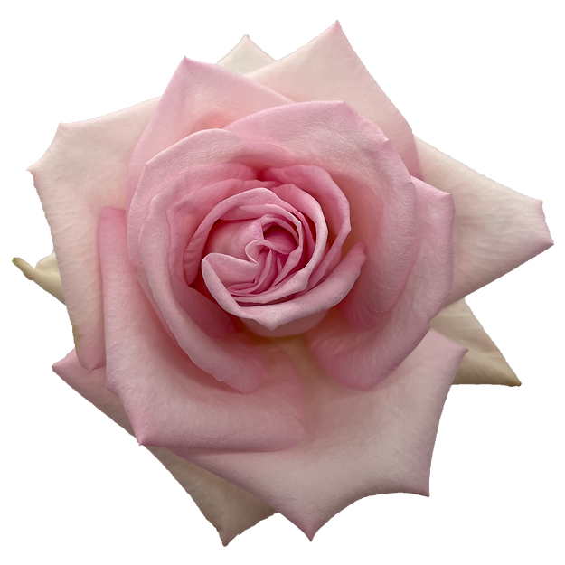 Roses Lady Katherine
