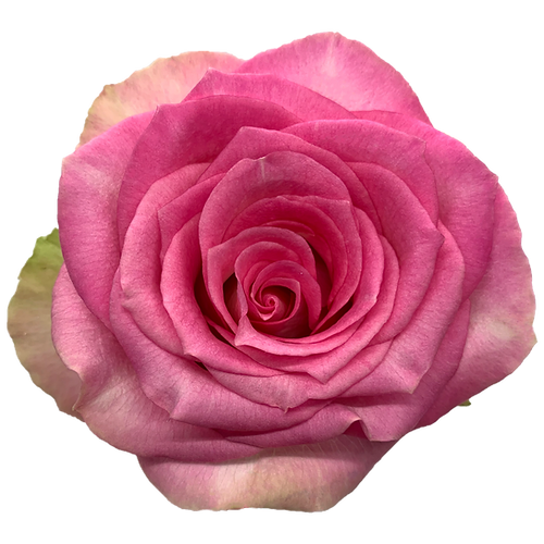 Roses Malibu