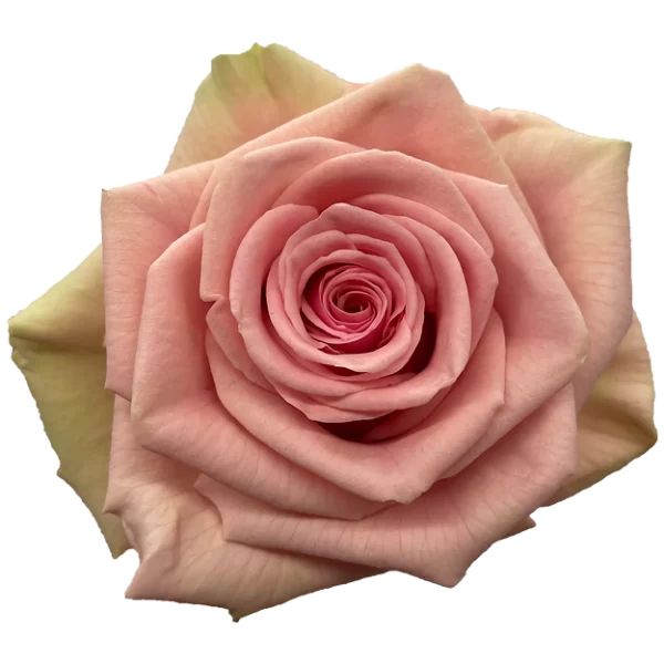 Roses Geraldine