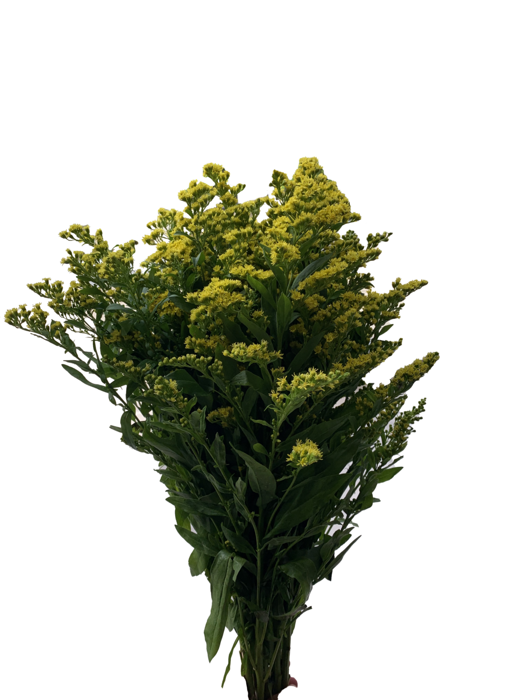 Solidago Golden Glory - Ecuador Flowers