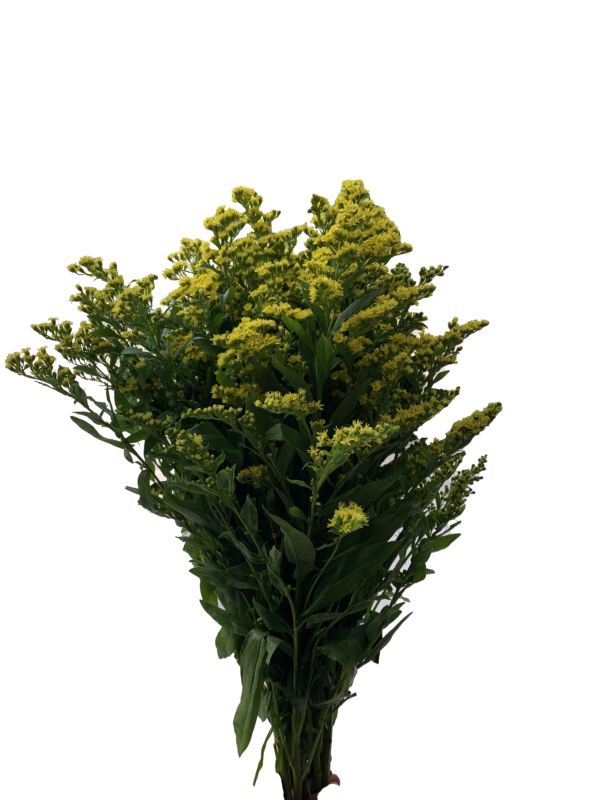 Solidago Golden Glory