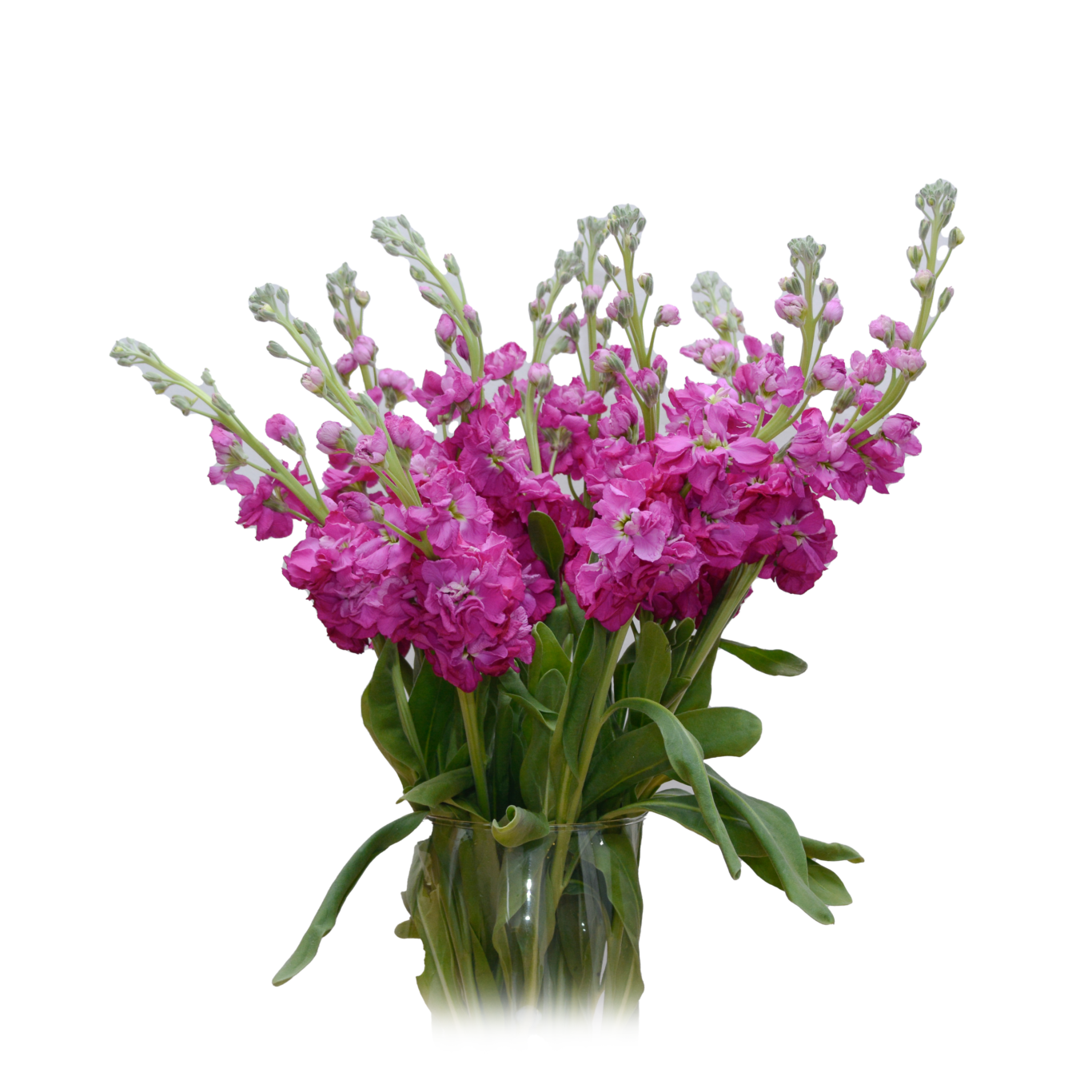 Stock Ecuador Flowers