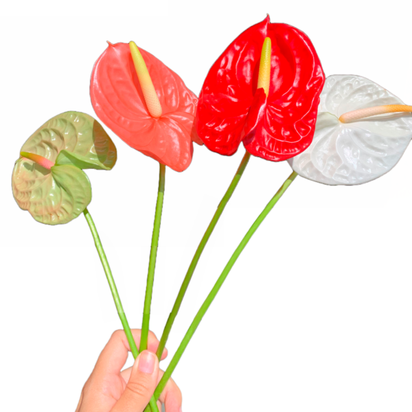 Anthurium