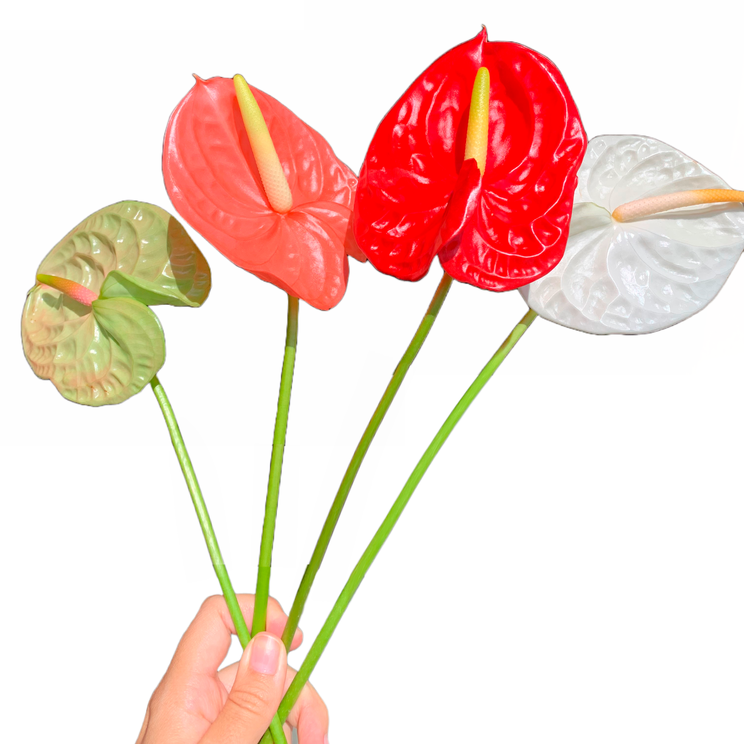 Anthurium