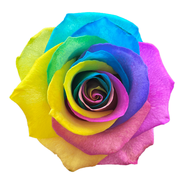 Rainbow Rose