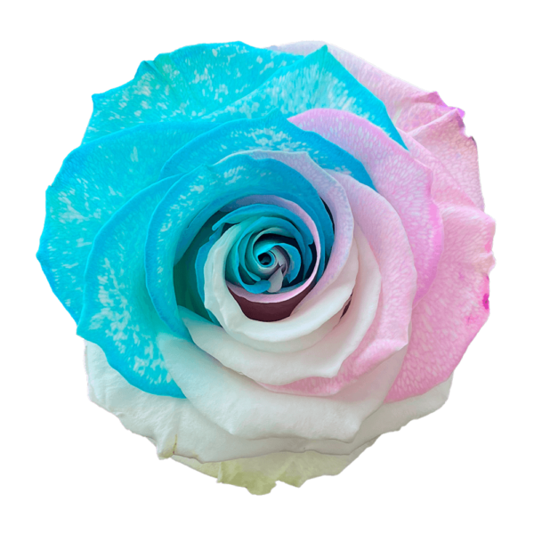 Marshmallow Rainbow Rose