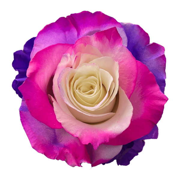 Circus Hot Pink Purple