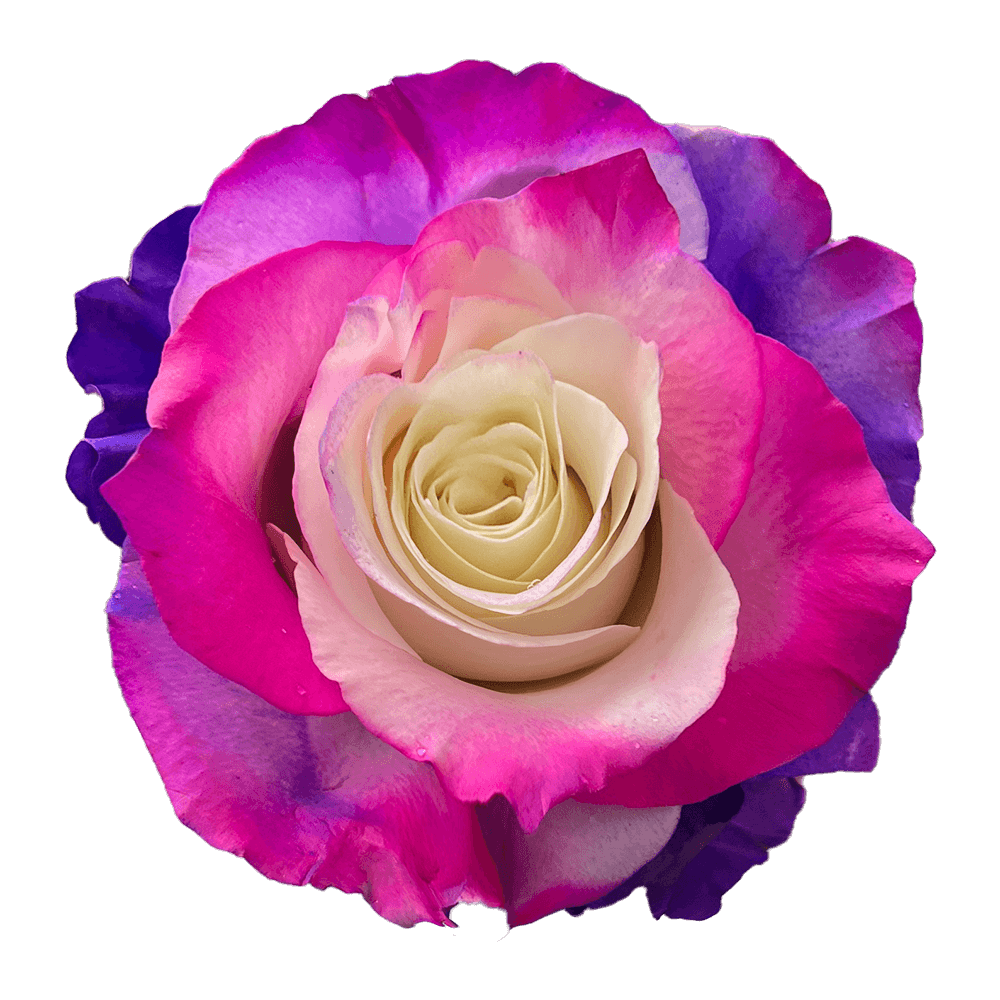 Circus Hot Pink Purple