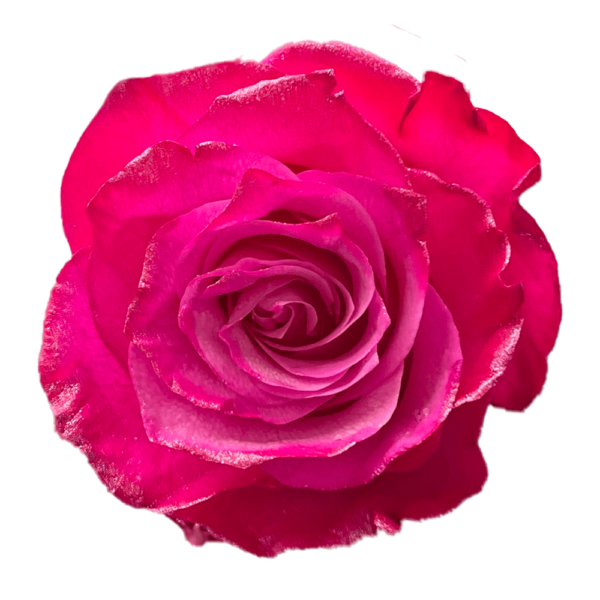 Dazzle Pink