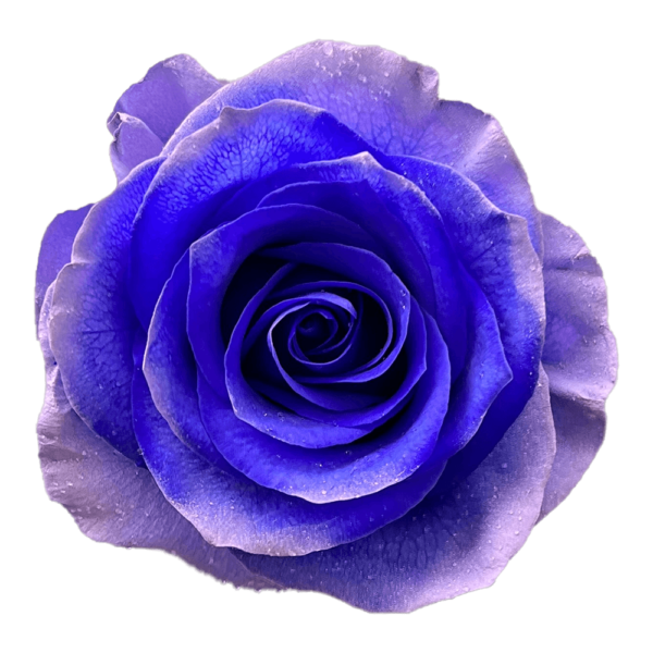 Purple & Lavender