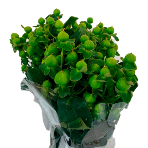 Hypericum