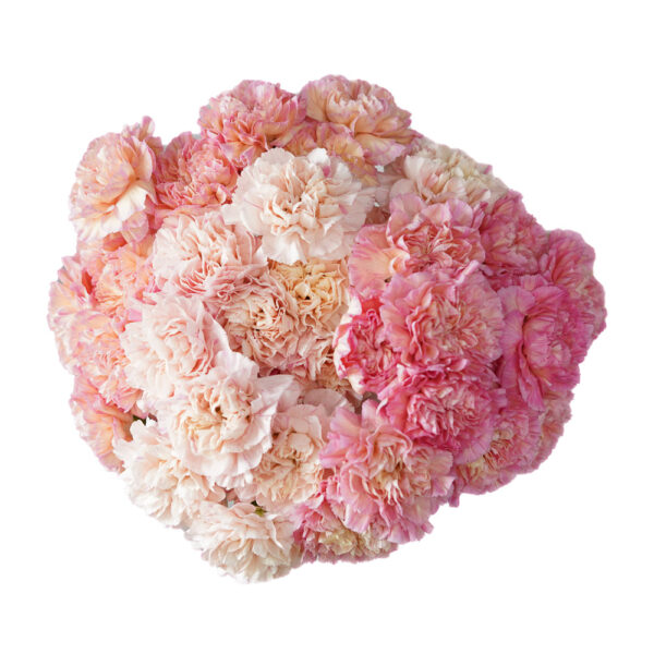 Carnations Minami