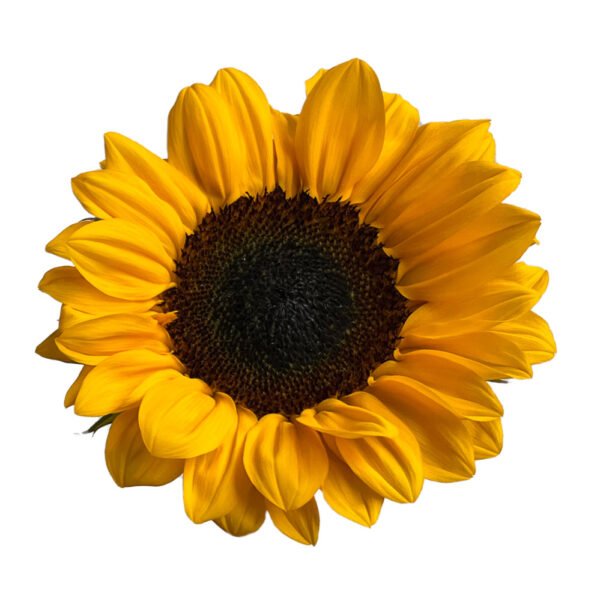 Sunflowers Petite