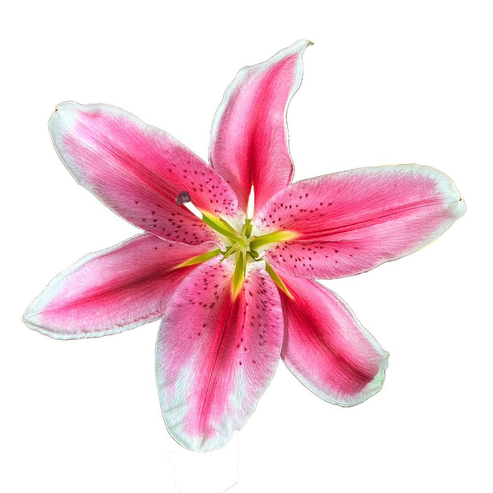 Oriental Lily Starfighter - Ecuador Flowers