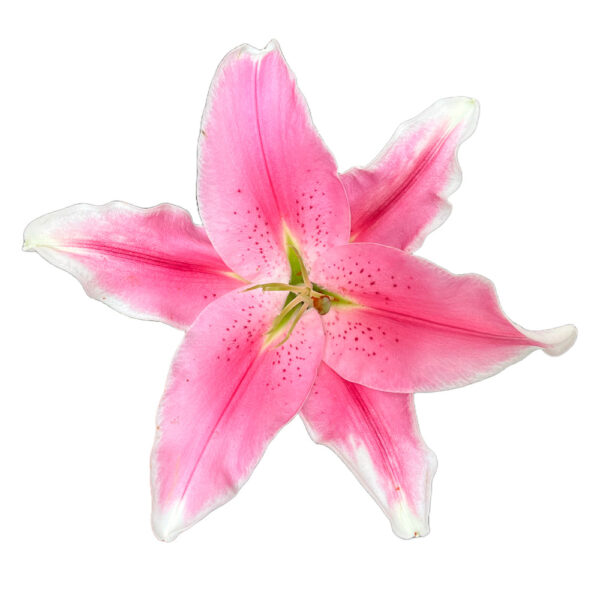 Oriental Lily Sorbonne