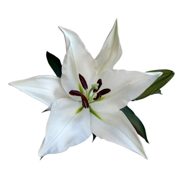 Oriental Lily White