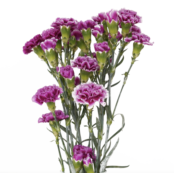 MINI CARNATIONS