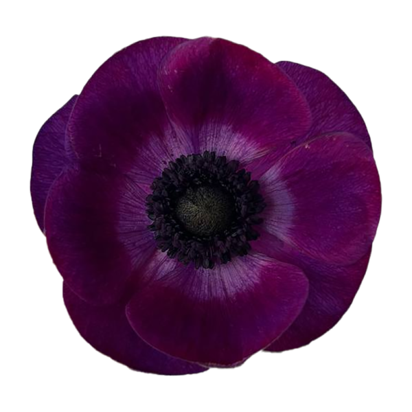 Anemone Burgundy