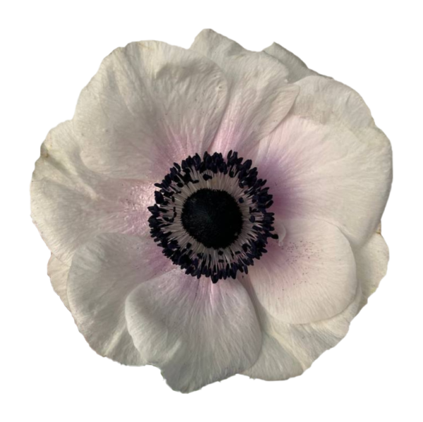 Anemone Panda Blush