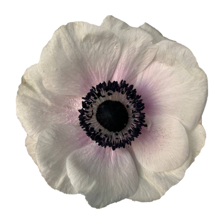 Anemone Panda Blush