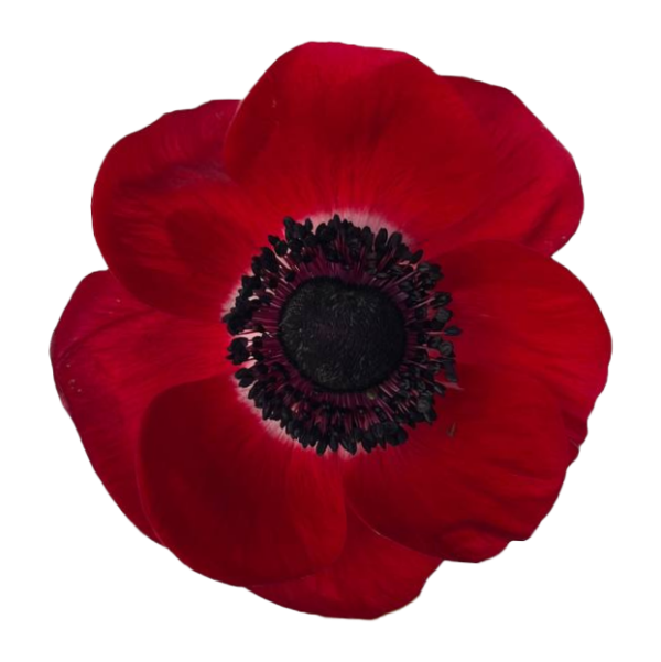 Anemone Red