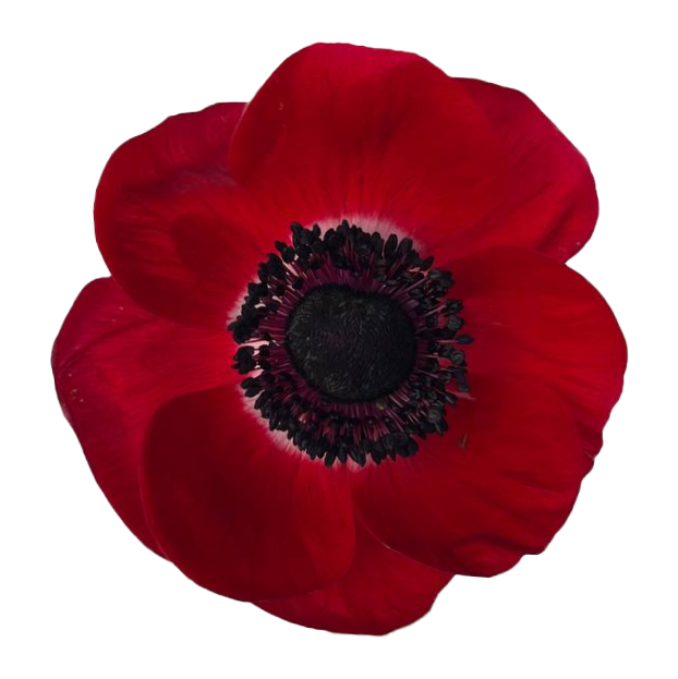 Anemone Red