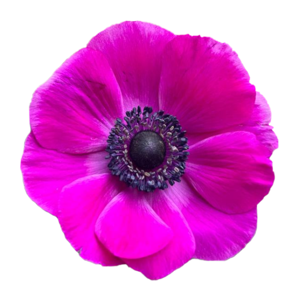 Anemone Hot Pink