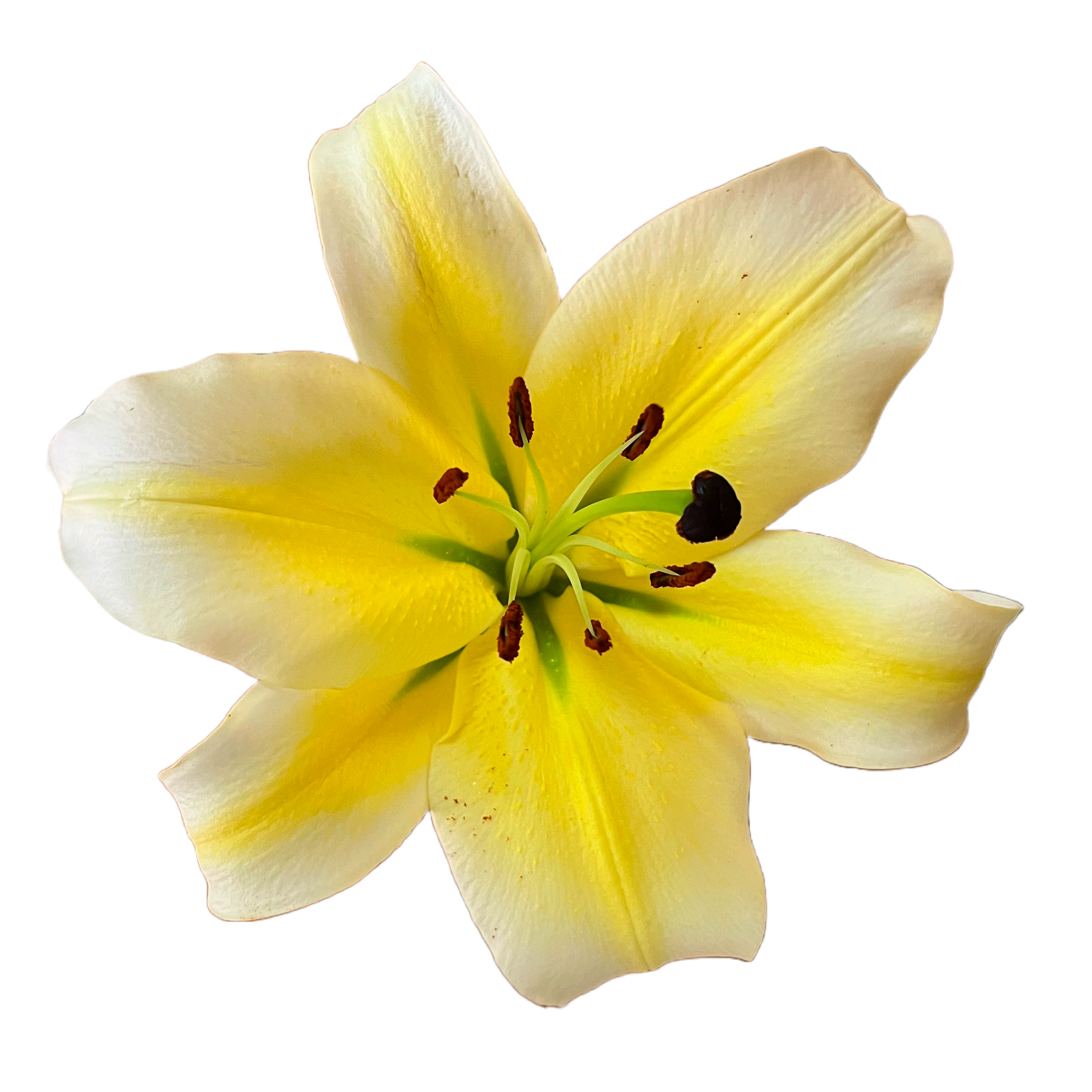 Oriental Lily Concador