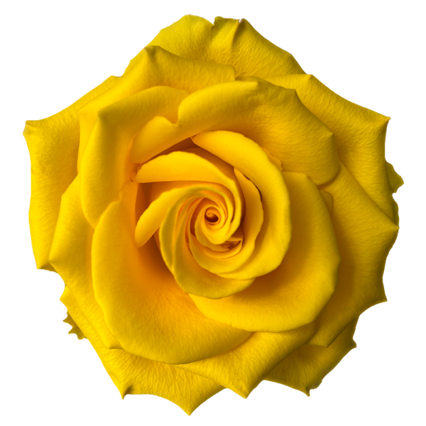 Golden Glory