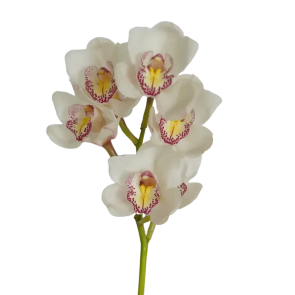 Orchid Cymbidium for Weddings