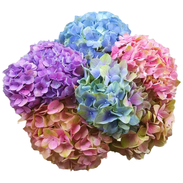 Hydrangeas Magical Collection