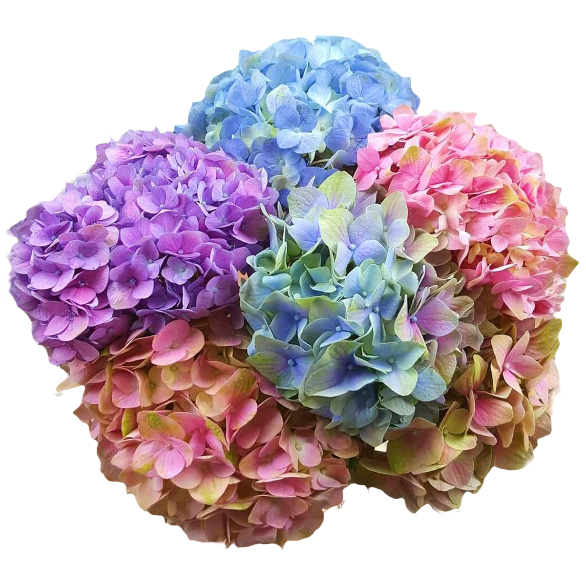 Hydrangeas Magical Collection