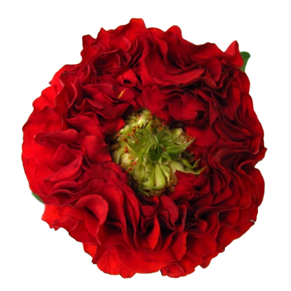 Red Eye Garden Rose