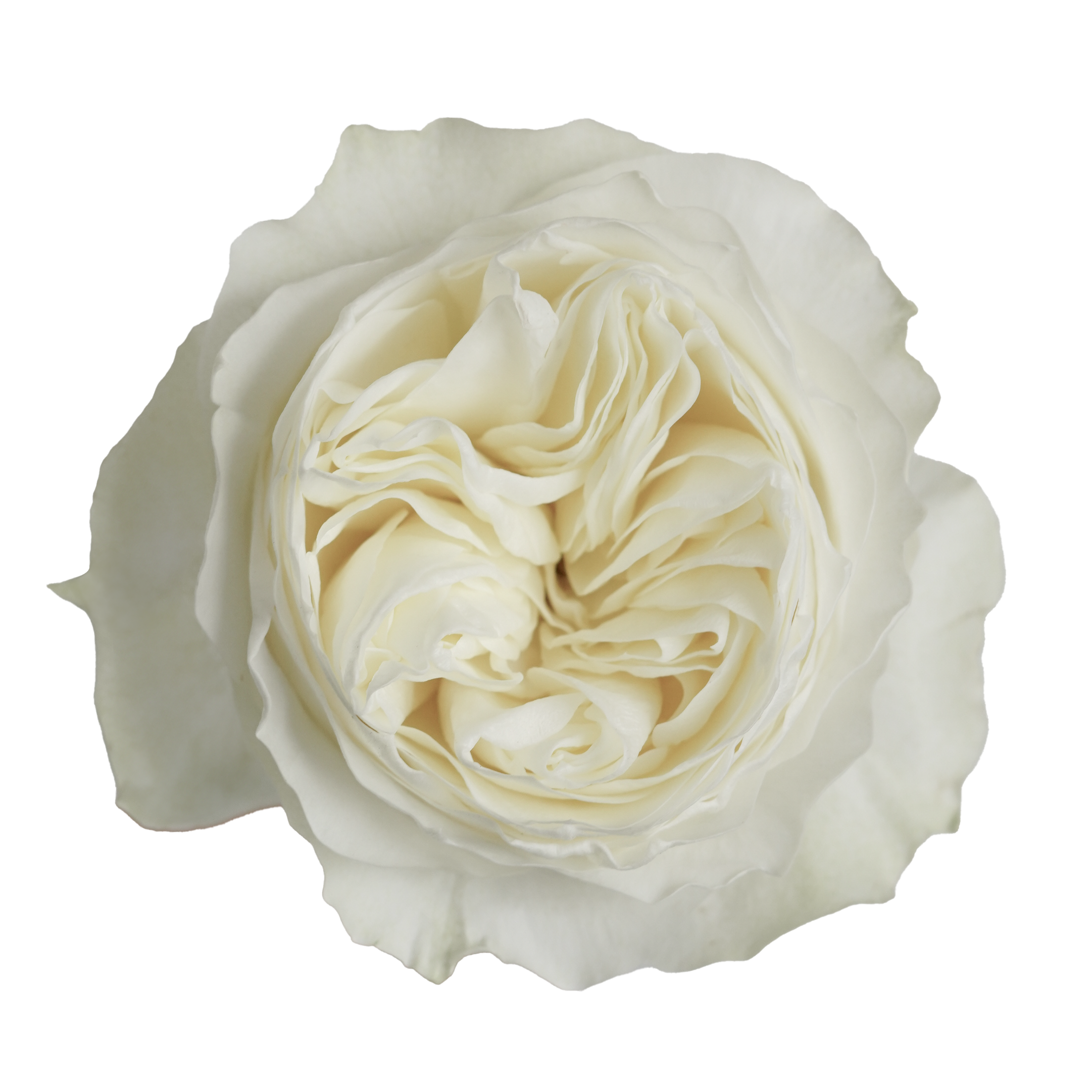 Cotopaxi Garden Rose