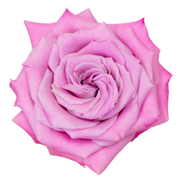 Babbaloo Rose