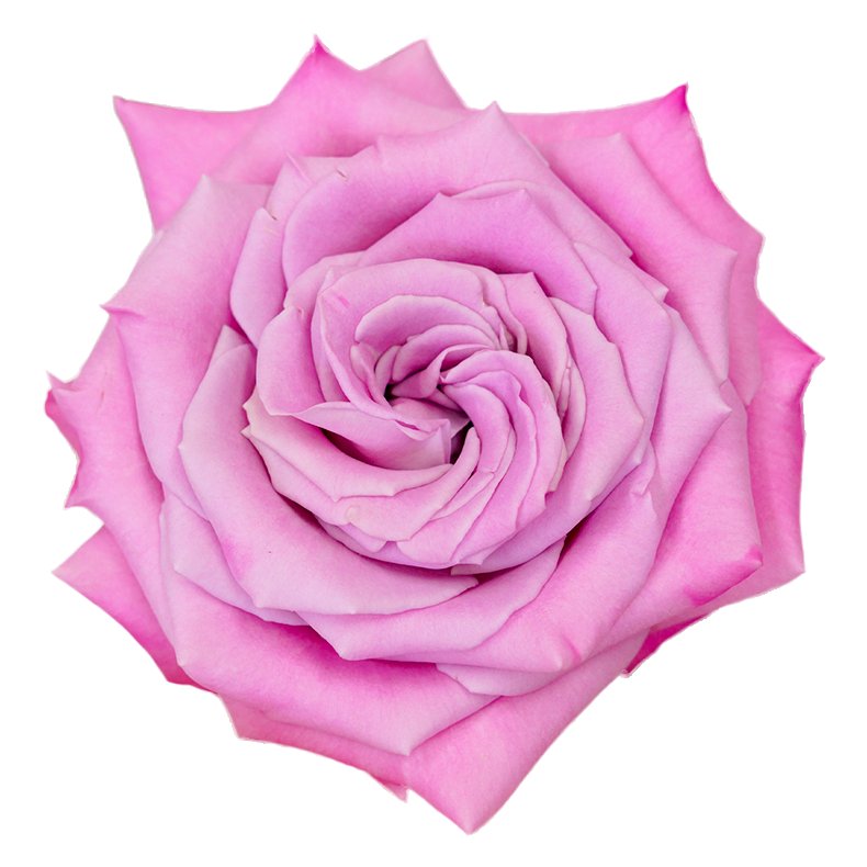Babbaloo Rose