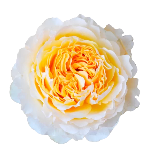 David Austin - Beatrice