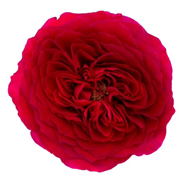 David Austin - Darcey