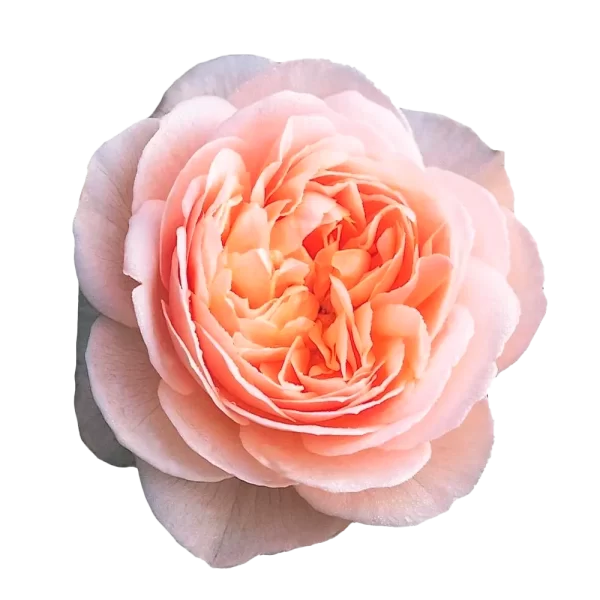 David Austin - Juliet