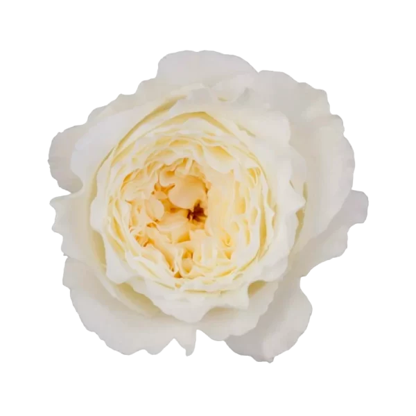 David Austin - Patience