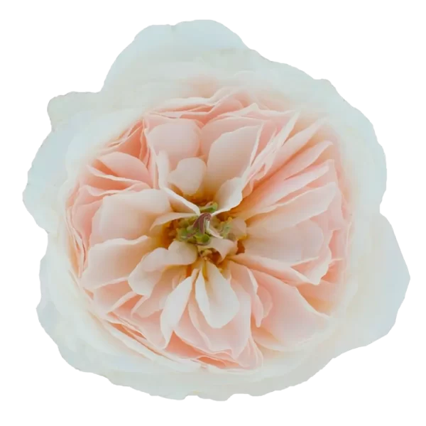 David Austin - Charity