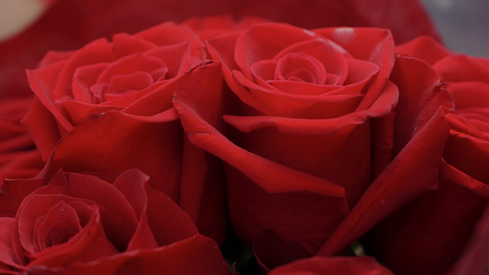 Red Roses Vail Valentine's Day: Choosing the Right Red Rose